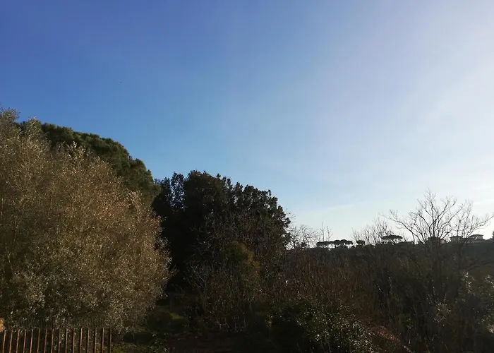 La Mimosa